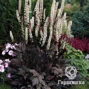 

Цимицифуга (Клопогон) ветвистая Чокоголик