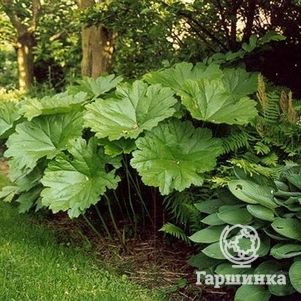 

Дармера щитовидная