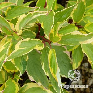 

Дерен Гоучаулти белый