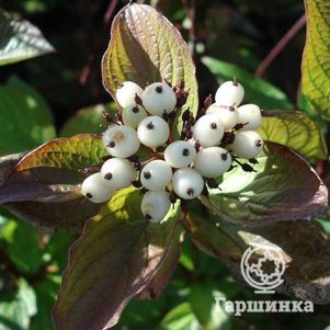 

Дерен Кессельринги белый