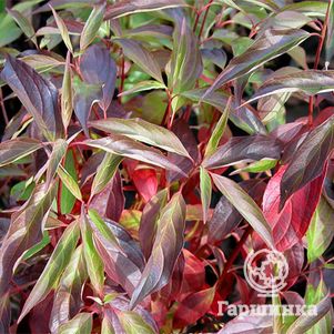 

Дерен Ред Гном белый