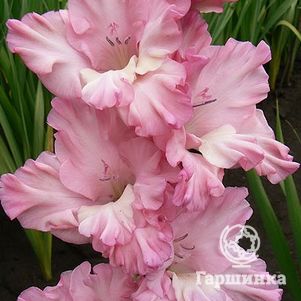 

Гладиолус Легкое дыхание