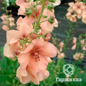 

Вербаскум (коровяк) Джеки