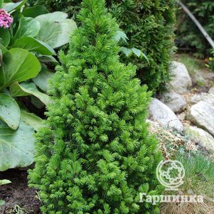 

Ель канадская Коника Десембер