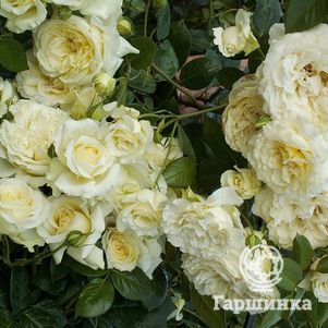 

Роза Эльф плетистая, Тантау (лиц)