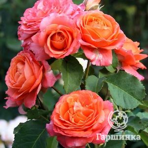 Роза Эмильен Гийо, Гийо (лиц)