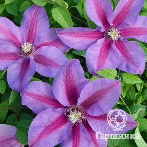 

Клематис Этоль де Маликорн крупноцветковый (3)