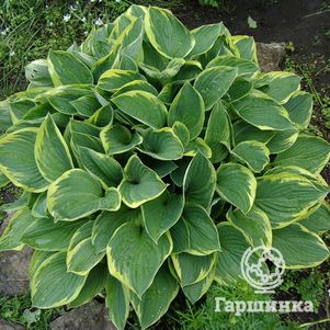 

Хоста Ауреомаргината (ML)