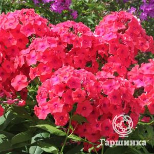 

Флокс Сан Антонио метельчатый