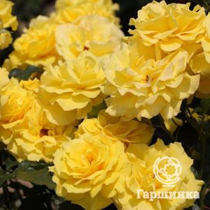 

Роза Фрезия флорибунда, Топалович (лиц)