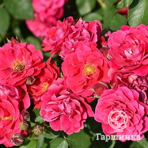 

Роза Фронтенак канадская парковая (лиц)