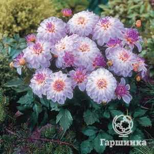 

Георгина Геллери Моне бордюрная