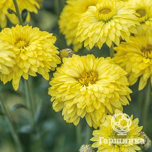 

Хризантема Беппи Йелоу уличн.