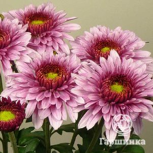 

Хризантема Беппи Пинк