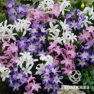 

Хионодокса Микс 15 шт