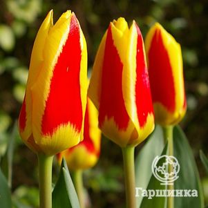 

Тюльпан Стреза