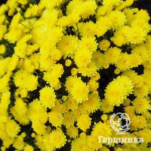

Хризантема мультифлора Брансаунд Лемон