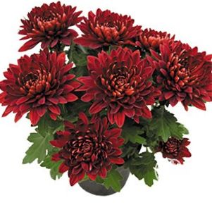 

Хризантема Видо Ред горшечная