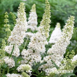 

Буддлея Давида Уайт Профьюжн