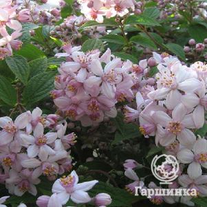 

Дейция Монт Роуз