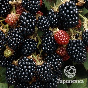 

Ежевика Блэк Сатин