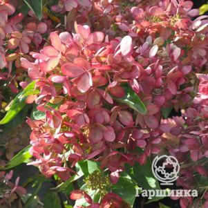 Гортензия Пастель Грин (Пастельно-зеленый) метельчатая