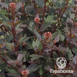 

Пузыреплодник Литл Джокер