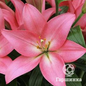 

Лилия Силт азиатская розовая