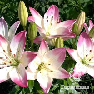 Лилия Шуга Лав азиатская