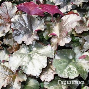 

Гейхера Ворлд Кафе Эспрессо