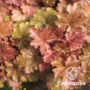 

Гейхера Ворлд Кафе Американо