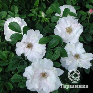 Роза Генри Хадсон канадская парковая (лиц)