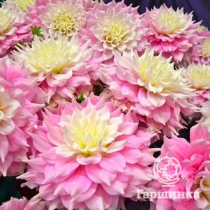 

Георгина Гитс Перфекшн (МАКСИ) декоративная