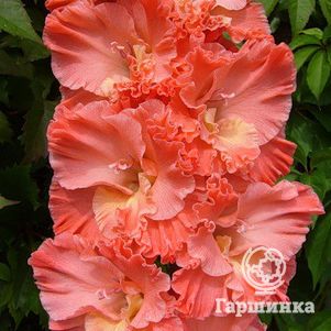 

Гладиолус Барбизон