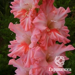 

Гладиолус Виктор Астафьев