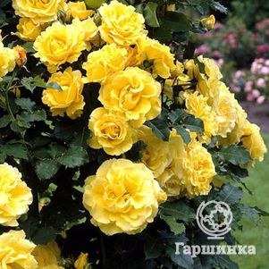 Роза Голден Шауэрс плетистая, Кордес (лиц)