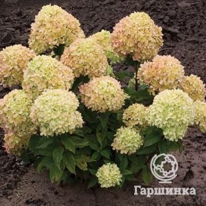 

Гортензия Коттон крем (Хлопковый крем) метельчатая