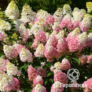 

Гортензия Конфетти метельчатая