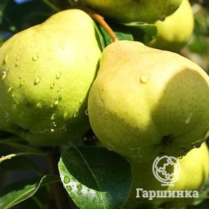 

Груша Москвичка