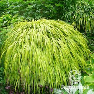 

Хаконехлоа Ауреола