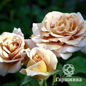 Роза Хани Дижон, Викс (лиц)