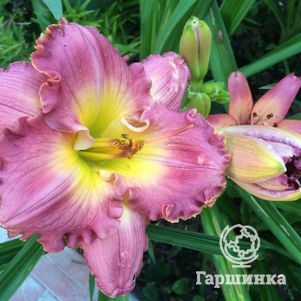 

Лилейник Ченс Инкаунтер