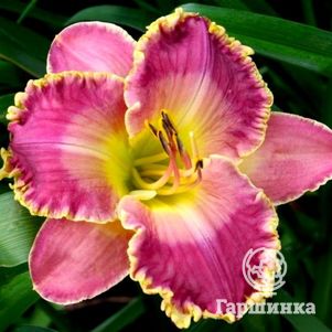 

Лилейник Дэвид Киргхоф