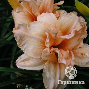 Лилейник Дабл Дрим