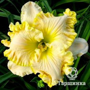 

Лилейник Финдерс Киперс