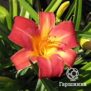 

Лилейник Черри Чикс