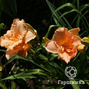 Лилейник Элизабет Солтер