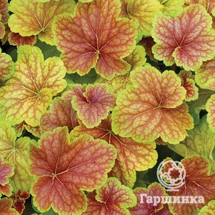 

Гейхера Дельта Даун