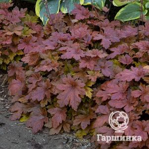 

Гейхерелла Хопскотч