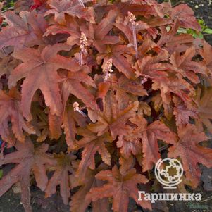 

Гейхерелла Ред Ровер